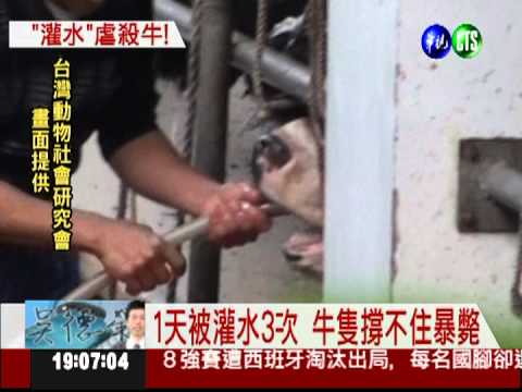 屠宰場殘忍虐牛 灌水增重抬賣價