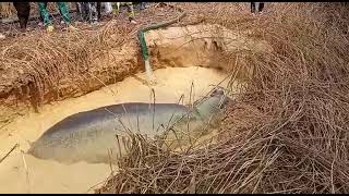 Un hippopotame coincé dans un trou abandonné par les exploitants d'or