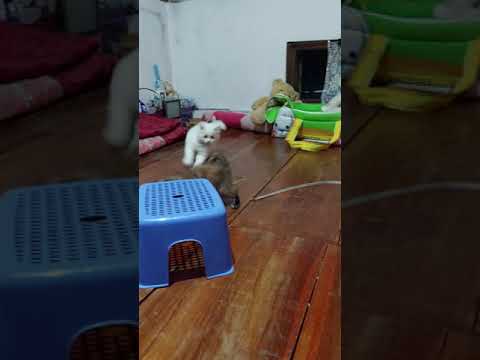 Milo & Mocca - kesurupan sore