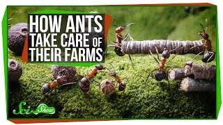 How Ants Take Care of Their Farms