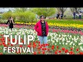 తులిప్ ఫెస్టివల్ Tulip Time Festival Holland Michigan Nelis Dutch Vill