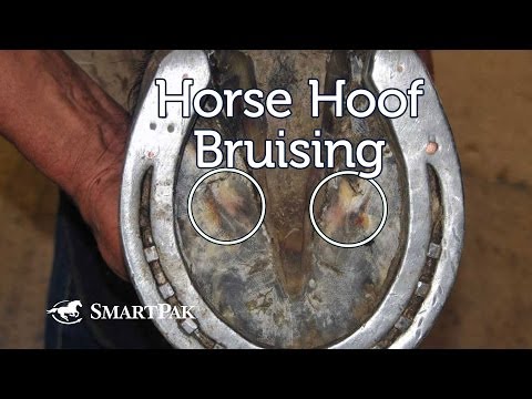 Horse Hoof Bruising