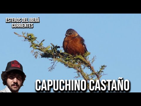 Kňažík gaštanový (Sporophila hypochroma) — spev a hlas v prírode