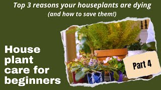 Top 3 reasons your houseplants are dying and how to save them: Houseplant care for beginners Part 4