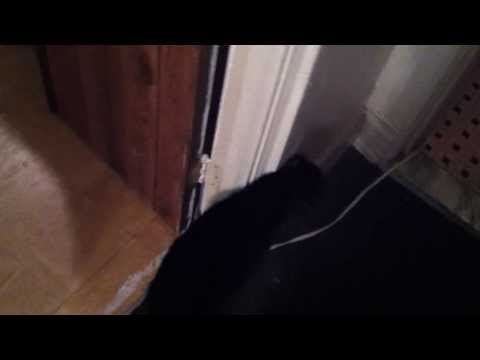 Socrates the Cat has an awesome double meow.