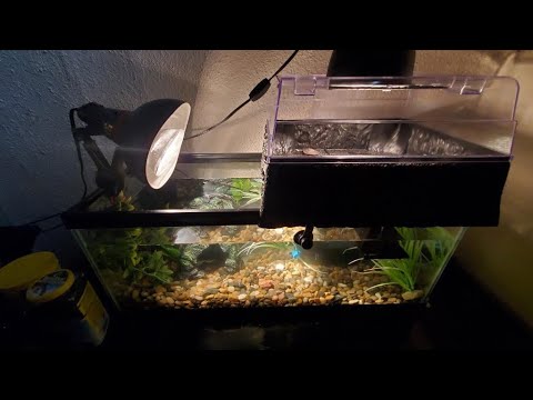 TURTLE TOPPER UNBOXING/NEW AQUARIUM