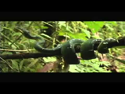 Biodiversidad de Flora y Fauna del Ecuador