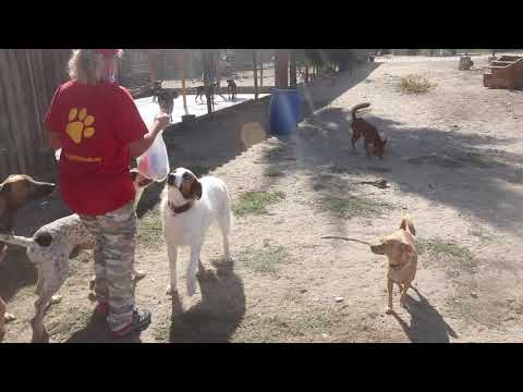 Vídeo de GANDA