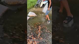 Download lagu Releasing Thousands of Baby Koi Fish into a New Pond. mp3