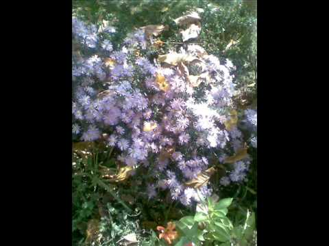 Rachaj porachaj mome - Cane Nikolovski "Elita"