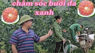 Chăm Sóc Bưởi Da Xanh Đúng Cách Để Có Mẫu Mã Đẹp