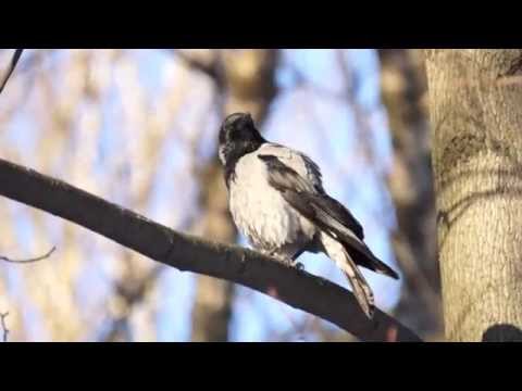 Hooded crow's weird call