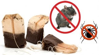 Use A Tea Bag And You Will Never See Spiders Or Mice In Your House Again!