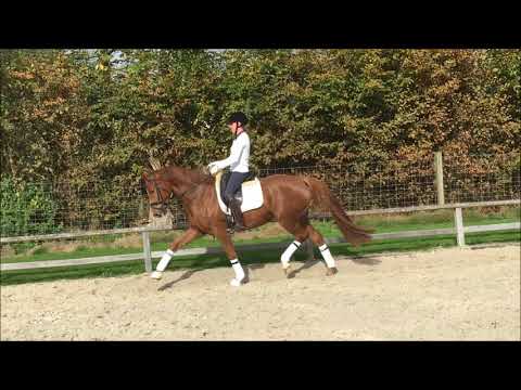 Fürstin Floribelle - 4yo mare by Fürst Romancier x Swarovski