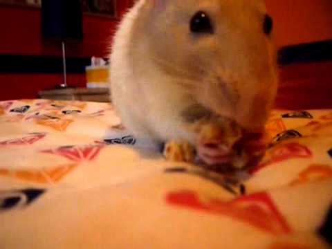 how to train a pet rat to come when called
