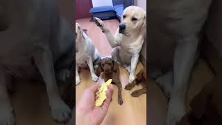 Who Did This?? This Is HILARIOUS!! #funnydogs #funnyanimals