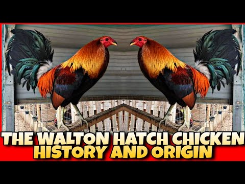 THE HISTORY AND ORIGIN OF WALTON HATCH CHICKEN.