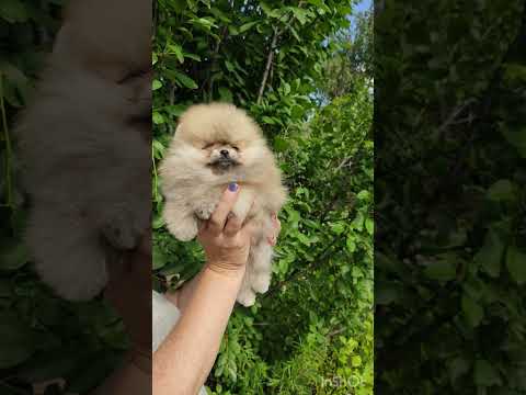 Cachorro Pomerania Lady Diana