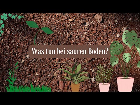 WIE ERKENNST DU SAUREN BODEN & WAS DU DAGEGEN TUN KANNST