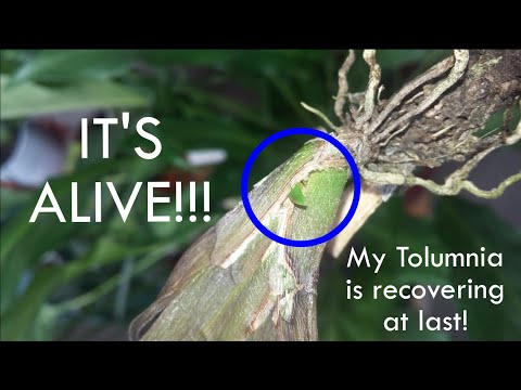 IT'S ALIVE! Moving the Tolumnia to a new growing setup