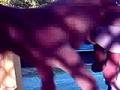 Dog Puck