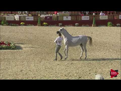 N.101 FATTAM AL NASSER - 2019 Qatar International show - Mares 4-6 Years Old (Class 7A)