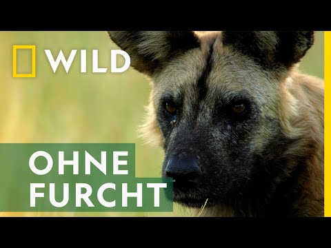 Im Rudel sind sie besonders stark | Mai mit Biss