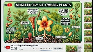 CBSE Class 11 || Biology || Morphology of Flowering Plants-Inflorescence || Animation || in English
