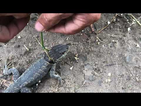 COMO CAPTURAR UMA LAGARTiXA