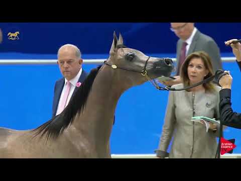 N.140 D NAYEL - Dubai 2019 - Yearling Colts section B (Class 9B)