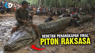 Download lagu Deretan Penangkapan Ular Piton Raksasa yang Selalu Menghebohkan Warga di Indonesia mp3