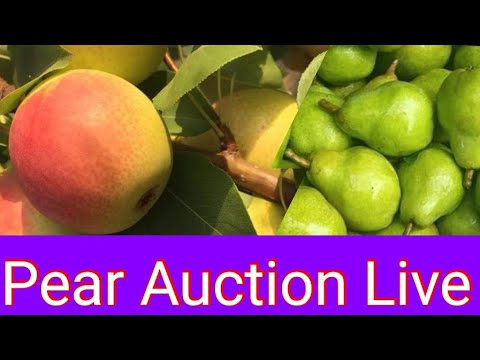 download lagu mp3 mp4 Pear Fruit Price In India, download lagu Pear Fruit Price In India gratis, unduh video klip Pear Fruit Price In India