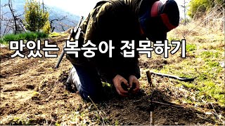 복숭아 신품종으로 바꾸어 키울려면 접목하면 됩니다. 복숭아 접목하는 방법