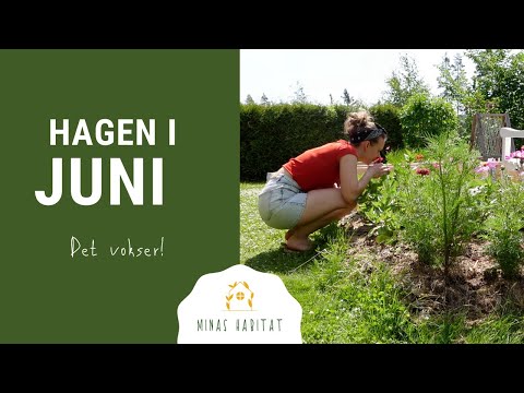 HAGEN I JUNI | Dyrking av blomster og grønnsaker