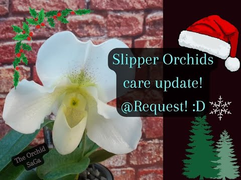 Slipper Orchid Care Update! #request