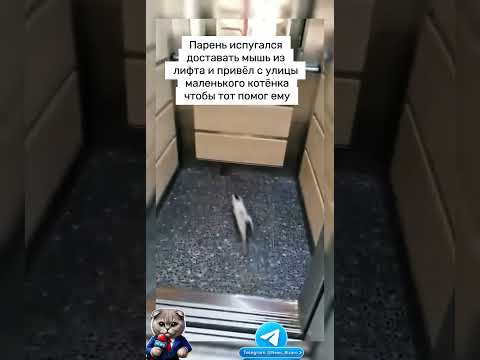 Выручил #кот #cat #кошка #мышка #прикол #охота #shorts #shortvideo #short #video #котенок #мышь #мем