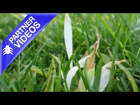  Pylex for Crabgrass Video 