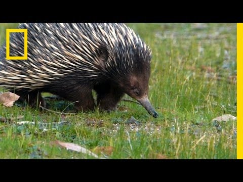 image-How do echidnas mate? 