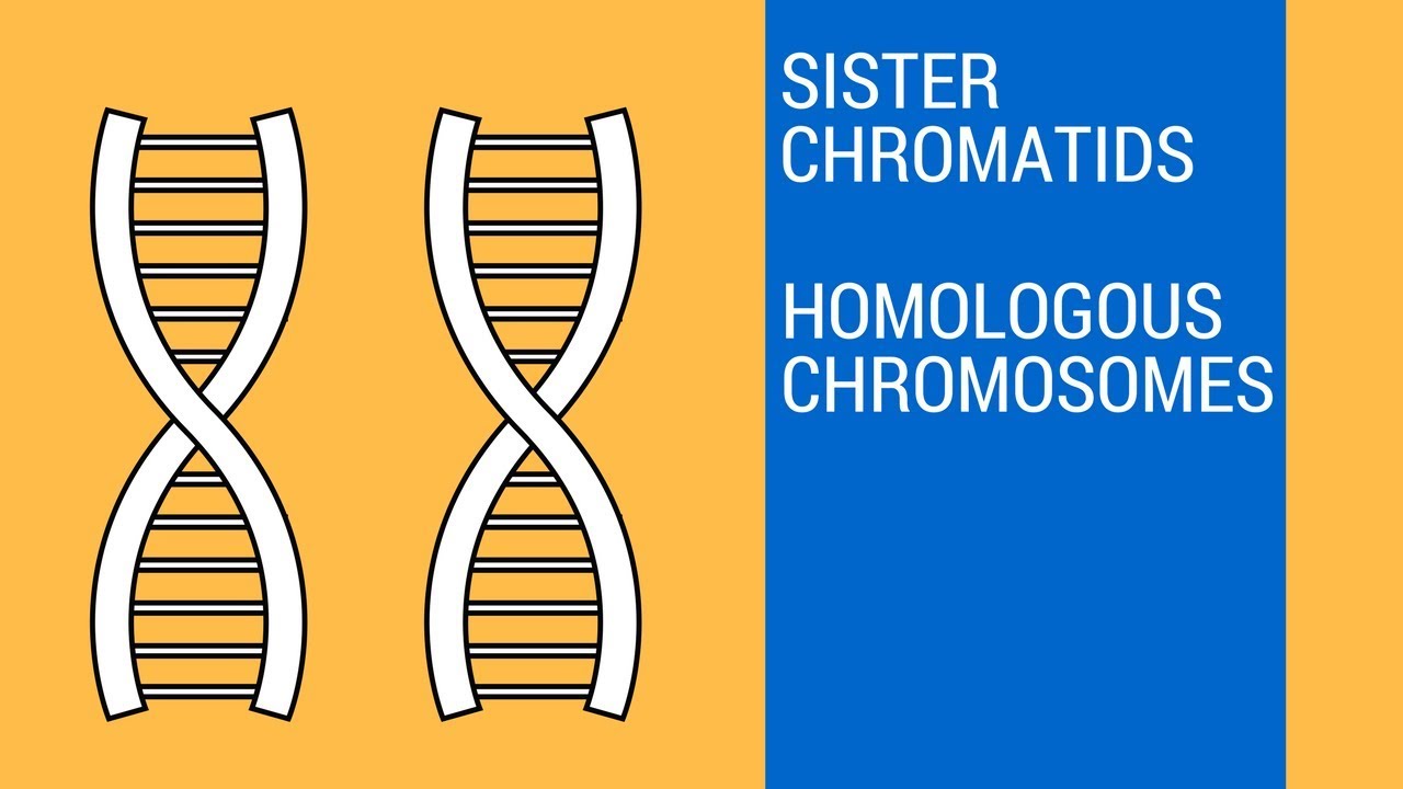 Sister chromatids and Homologous Chromosomes