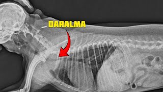Köpeklerde Soluk Borusu Çökmesi - Tracheal Collapse in Dogs