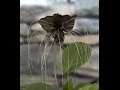 Growing the Black Bat Flower (Tacca chantrieri)