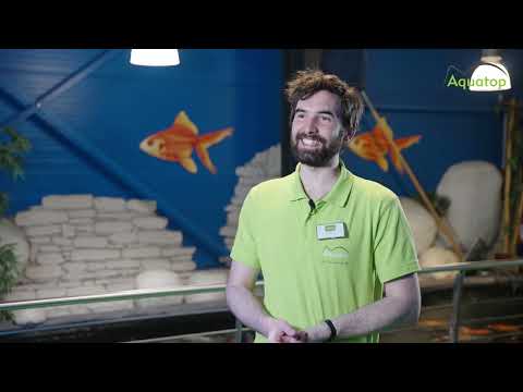 Profi Tipps zur Koi Haltung - Was muss man beachten?