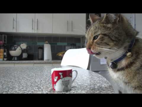 Coffee for Cats