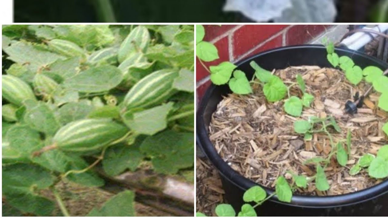 How to grow parwal plant in pots,#Gardening #terracegardening#sona's#terrace