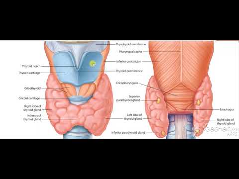 Thyroid gland relations 6