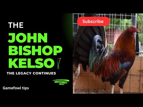 "Unveiling the John Bishop Kelso Gamefowl Bloodline: History, Traits, and Legacy"