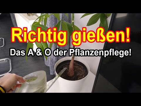 Zimmerpflanzen richtig gießen - Das ist entscheidend!
