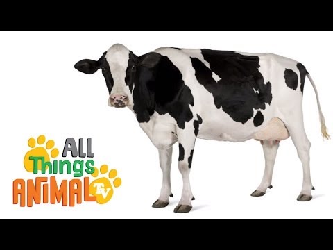 image-Is a cow a mammal?