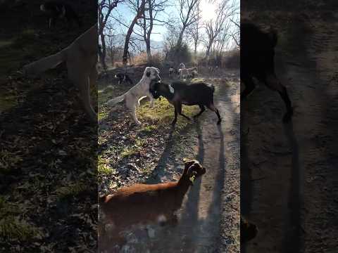 No Paran! Mastín y Macho Cabrío