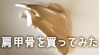 【商品紹介?】唐突に肩甲骨のフィギュアを紹介する